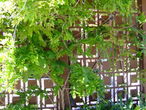 Réserve africaine de Sigean (11) pergola en métal intelligemment complétée d'une glycine au feuillage caduc